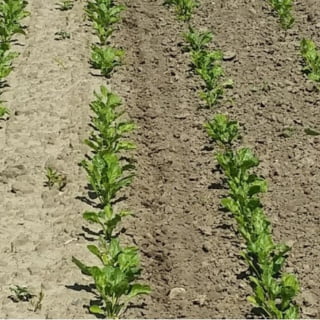 цукрови буряк