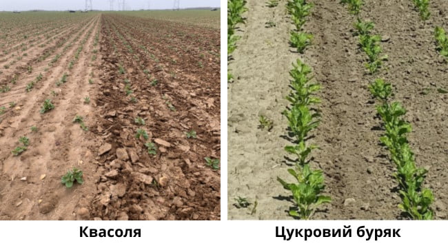 квасоля та цукровий буряк